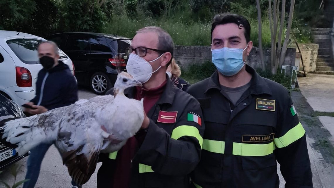 VIGILI DEL FUOCO DI AVELLINO SALVANO PENNUTO