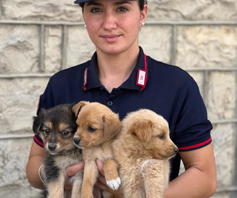 BISACCIA (AV) – “CUCCIOLI DI CANE ABBANDONATI” SALVATI DAI CARABINIERI FORESTALI.