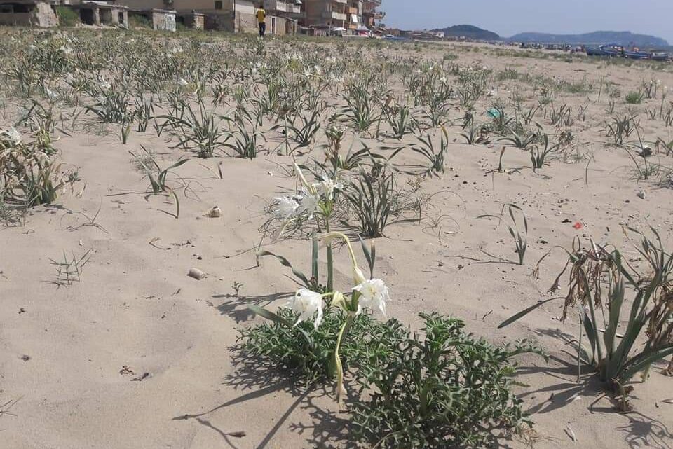 Giglio di Mare in pericolo, l’appello di Peretti: Non Raccogliamoli