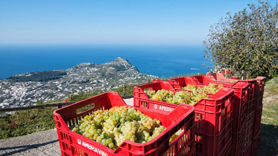 LAVORO: COLDIRETTI, LAVORO NEI CAMPI ITALIANI: SERVE MANOVALANZA ANCHE IN CAMPANIA