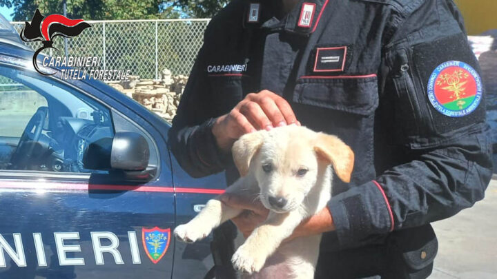 Montella (AV) – Traffico illecito di animali da compagnia: i Carabinieri Forestali denunciano un commerciante