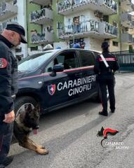 SALERNO (SA): CONTROLLI ANTIDROGA NELLE SCUOLE. IMPIEGATE ANCHE LE UNITÀ CINOFILE DEI CARABINIERI